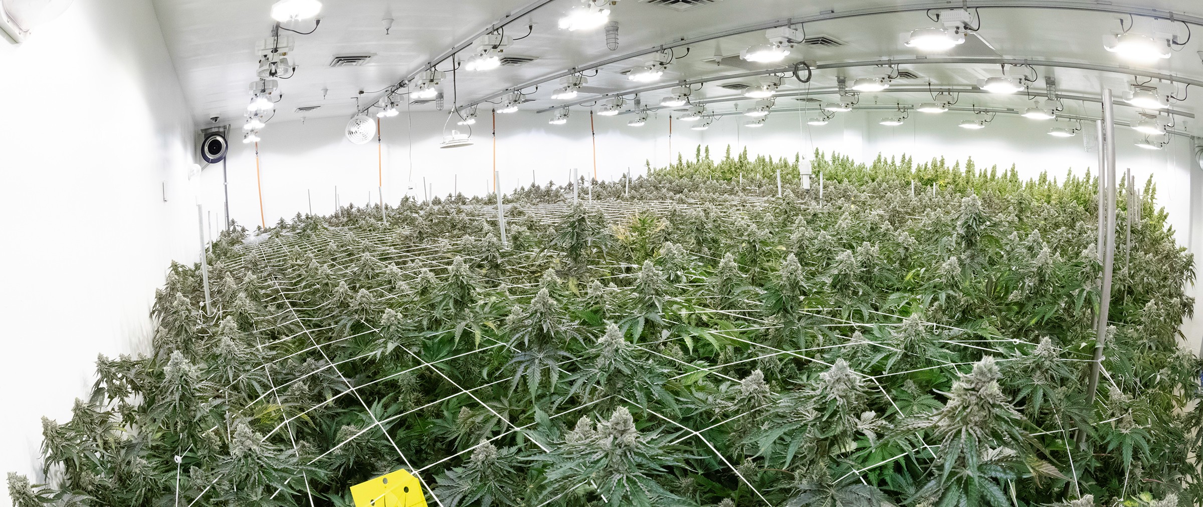 NorCal Cannabis growing facility
